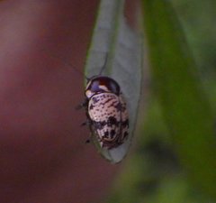 Cryptocephalus irroratus