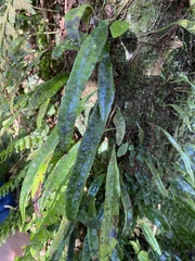 Lepisorus thunbergianus