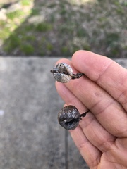 Pachypsylla venusta