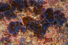 Distromium flabellatum