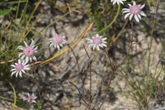Actinotus forsythii