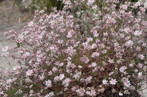 Image of Pink Flannel Flower (Actinotus forsythii) by (c) tobyyy, some rights reserved (CC BY-SA)