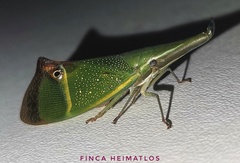 Odontoptera carrenoi