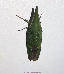 Odontoptera carrenoi