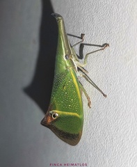 Odontoptera carrenoi