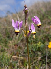 Primula clevelandii gracilis