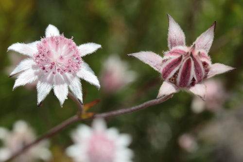 Image of Pink Flannel Flower (Actinotus forsythii) by (c) tobyyy, some rights reserved (CC BY-SA)