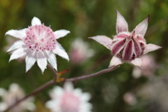 Actinotus forsythii