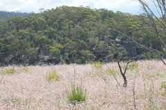 Actinotus forsythii