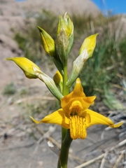 Chloraea alpina