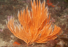 Sphaerokodisis australis image