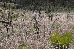 Actinotus forsythii