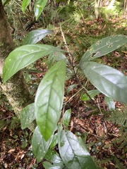 Osmanthus matsumuranus