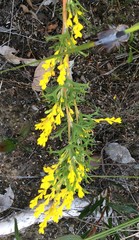 Synaphea polymorpha
