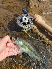 Micropterus tallapoosae