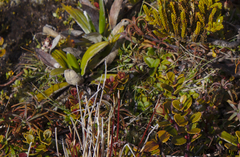 Rytidosperma setifolium