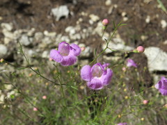 Agalinis edwardsiana