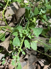 Chenopodium trigonon stellulatum