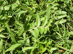 Lobelia concolor
