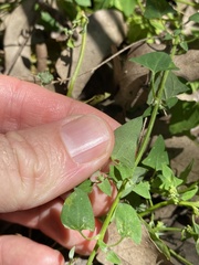 Chenopodium trigonon stellulatum