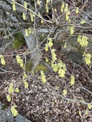 Corylopsis pauciflora