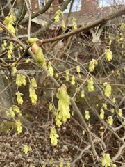 Corylopsis pauciflora