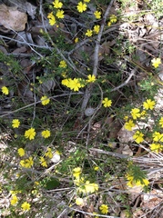 Hibbertia acerosa
