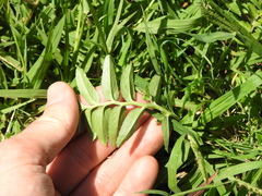 Lobelia concolor