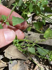 Chenopodium trigonon stellulatum