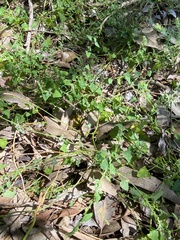 Chenopodium trigonon stellulatum
