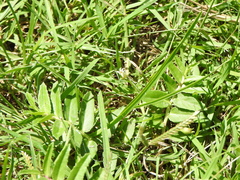 Lobelia concolor