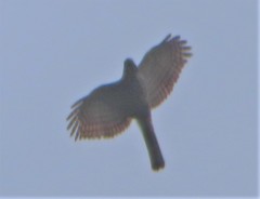 Accipiter virgatus