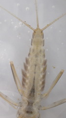 Stenacron carolina