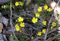 Hibbertia acerosa