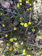 Hibbertia acerosa