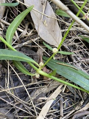 Alternanthera denticulata