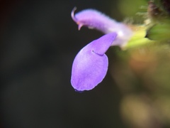 Salvia amarissima