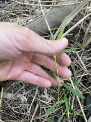 Alternanthera denticulata