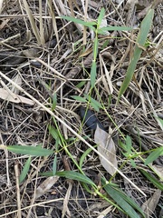 Alternanthera denticulata