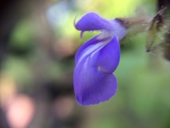 Salvia amarissima