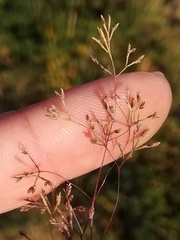 Sphenopus divaricatus