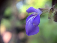 Salvia amarissima