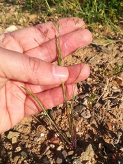 Sphenopus divaricatus