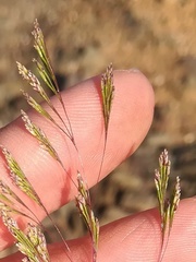 Sphenopus divaricatus