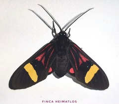 Histioea proserpina