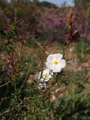 Cistus umbellatus