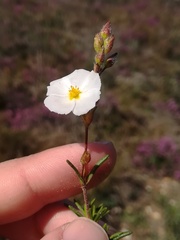 Cistus umbellatus