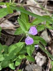 Rostellularia obtusa