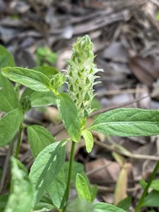 Rostellularia obtusa