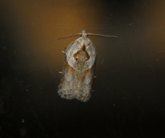 Acleris maculidorsana